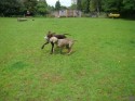 Charlie and Barney (click to enlarge)