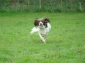 Paddy (click to enlarge)