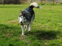 Yoki (click to enlarge)