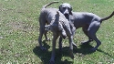 Milo and Bill (click to enlarge)