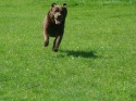 Fraiser (click to enlarge)
