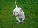 Milo (click to enlarge)