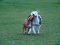 Buster and Diesel (click to enlarge)