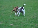 Buster and Diesel (click to enlarge)