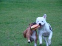 Buster and Diesel (click to enlarge)
