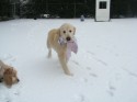 Flossy (click to enlarge)