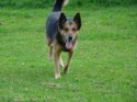 Chipper (click to enlarge)