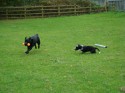 Molly and Milly (click to enlarge)