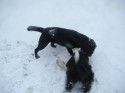 Millie and Mollie (click to enlarge)