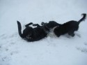 Millie and Mollie (click to enlarge)