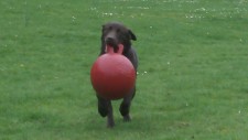 Paddy Poo Mason.