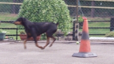 Prancing Poppy