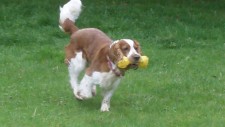 Frankie Cockapoodle.