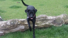 Mina Labrador.