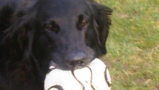 Lab failed needs a home.